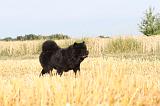 CHOW CHOW 026